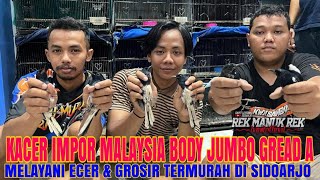 Harga terbaru Kacer gread A  Kacer impor body jumbo  Suara tebal amp Anti bagong [upl. by Virgie858]