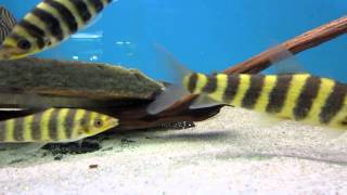 Leporinus fasciatus Banded Leporinus Fantasy Aquatics [upl. by Aralc]