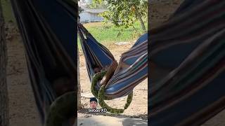 La serpiente 🐍 divertida 😱😂 trending tendencias humor viralshort funny [upl. by Elda]