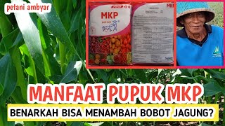 Manfaat Pupuk MKP Untuk Tanaman Jagung ❗Apa Bener Bisa Memperbesar Tongkol Jagung [upl. by Ecirtaeb]