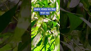 দেখতে পাতার মত কিন্তু পাতা নয় [upl. by Ainos807]