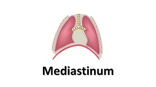 Mediastinum Prof Dr Md Ashfaqur Rahman [upl. by Nickie]