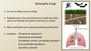 Classification and Structure of Fungi Fungal Infections  Lesson 1 [upl. by Manlove615]