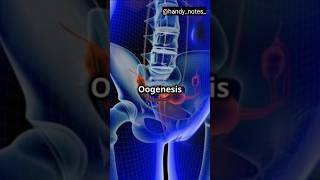 Process Of Oogenesis oogenesis reproduction [upl. by Letsirhc431]