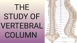 the study of vertebral column  types of vertebrae function of vertebral column  spinal column [upl. by Neerbas75]