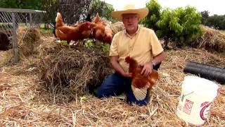 Review of Red Star Chickens from McMurray Hatchery [upl. by Aimal555]