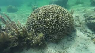 Snorkelling in Fiji Coral Coast  Outrigger Resort Sigatoka  Day 1 [upl. by Trey104]