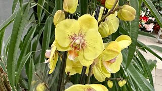 💙💛Орхідеї з назвами👍Красені Cymbidium🤩 Супер рослини🪴 на Клеманській 3 Exotic Flora київ [upl. by Rooker33]