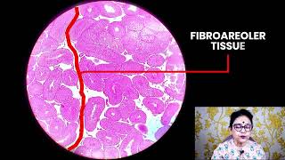 Histology of Testis  Histology slide identification  Dr Sibani [upl. by Reywas892]