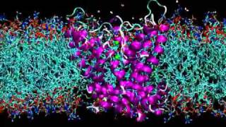 Potassium channel in membrane [upl. by Sari]