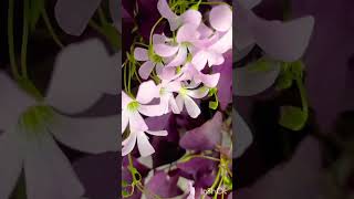 How to take care of oxalis plants oxalis gardening tarrace plants [upl. by Ardnuasal616]