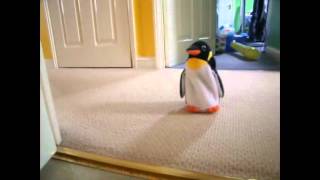 Dachshund Vs Penguin Slowed Down [upl. by Tobi65]