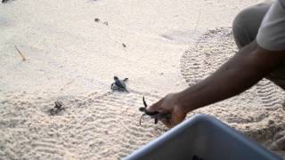 Green Turtles born on Constance Lémuria beach [upl. by Stickney]