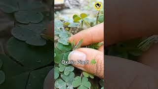 Oxalis Plant Ballistic Dispersal Mechanism amazingfacts [upl. by Nador369]