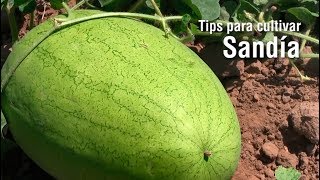 Tips para cultivar SANDÍA [upl. by Alaecim]