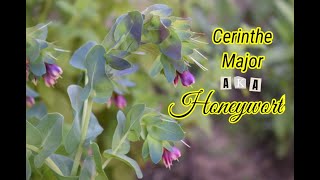 Growing Cerinthe  Shrimp plant  Sowing pinching amp collecting seed [upl. by Mychael]