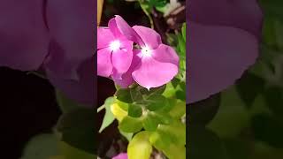 Vinca flower 🌺nature newvideo likeGoing to visit new garden vlogs coming 🔜 [upl. by Elonore647]