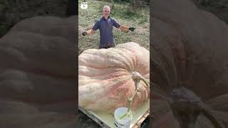 Guinness world record  Heaviest pumpkin 🎃 1226 kg grown by stefano cutrupi 🇮🇹 [upl. by Dygall]