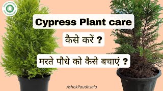 Cypress Juniper Plant care कैसे करें  Golden Cypress को मरने से कैसे बचाएं  Cypress fertilizer [upl. by Aztiley]