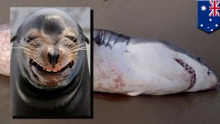 Greedy shark choking on a sea lion on Coronation Beach Geraldton Western Australia [upl. by Tasha]