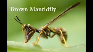 Brown Mantidfly  Bug Pics  Frank Allison [upl. by Arrek]