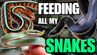 FEEDING ALL MY SNAKES Rhinoceros Ratsnakes King Snakes and more [upl. by Lomaj]