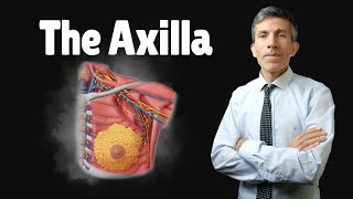 Anatomy of the axilla [upl. by Otiv]