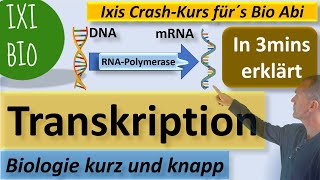 Transkription in 3 Minuten erklärt  Biologie kurz amp knapp  Ixis Crash Kurs fürs BioAbi  15 Punkte [upl. by Knah72]