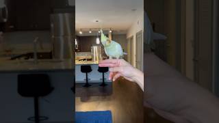 Cockatiel Flight Training [upl. by Rosenbaum]