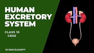 Human Excretory System l Life Process l Class 10 l Science nephron  function of nephron [upl. by Sorodoeht]