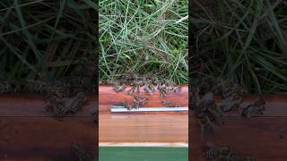 Guarding for hornets 🐝🐝🐝 honeybee beekeeping wildlife naturevideo shotoniphone natgeo [upl. by Reed]