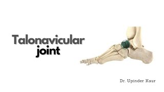 Talonavicular joint [upl. by Ander339]