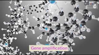 Gene amplification [upl. by Nnor]