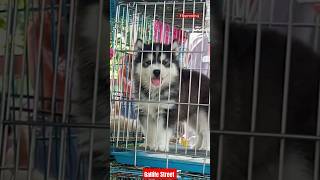 Biggest Pet Market kolkata  lowest price puppy dog Kolkata Market  Kolkata Gallif Street Dogs [upl. by Milone]