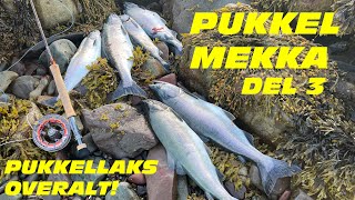 Pukkellaks i Pukkel Mekka  Del 3  Fluefiske i Finnmark 2023 [upl. by Lleral]