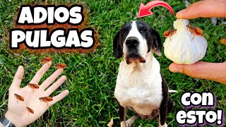 Esto es 1000 VECES  POTENTE que otros Remedios caseros para MATAR PULGAS de Perros y GATOS [upl. by Carolann151]