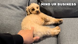 Toy Poodle Shouts At Spare Human [upl. by Zeus430]