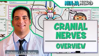 Neurology  Cranial Nerves Overview [upl. by Kenta176]