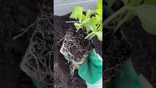 Watch till end americaloraogariammayi shortsfeed gardening trending teluguvlogsusa [upl. by Anoed]