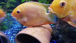 Severum breeding activities [upl. by Kania555]