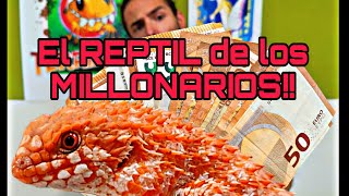 REPTIL para MILLONARIOS Y mas reptiles nuevos que nos han llegado 🦖🐍🐉 [upl. by Namurt]