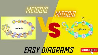 Mitosis vs Meiosis Side by Side Comparison [upl. by Mialliw]