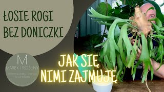 Łosie rogi  platycerium bifurcatum  płaskla łosioroga Jak uprawiam swoje bez doniczki [upl. by Hube717]