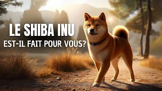 Tout savoir sur le SHIBA INU caractère éducation congénères santé [upl. by Zaraf]