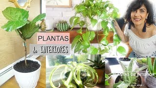 Plantas de Interior  TIPS BASICOS PARA CUIDARLAS 🌱 NO LAS DEJES MORIR [upl. by Assirem]