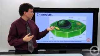 Chloroplast [upl. by Nedry]