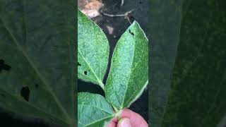 Downy Mildew on Soybeans Identifying and Managing the Disease [upl. by Bibi]