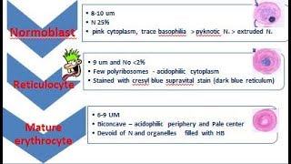 4 HAEMOPOIESIS [upl. by Schlessinger]