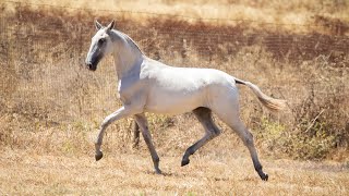 Horse for Sale  Elegant and Promising 2023 Lusitano Filly by Lux DR REF943 [upl. by Anairad792]