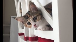 KEDİ GÜNLÜĞÜ  EVİMİZİN YENİ ÜYESİ ‘BALIM’  herşeyaşkla [upl. by Neevan40]